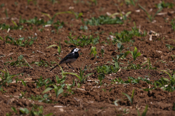 Wagtail in the field looking for food - Photo, Image