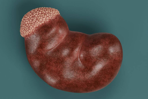 Realistische 3D-Darstellung der menschlichen Niere - Foto, Bild