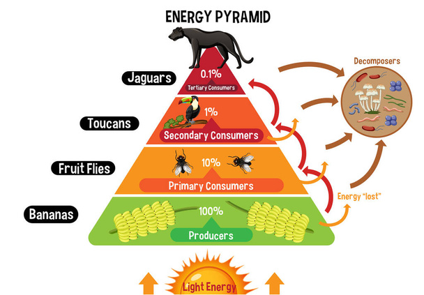 Diagrama que muestra la pirámide de energía para la ilustración de la educación - Vector, Imagen