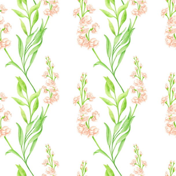 Acquerello floreale modello senza cuciture con fiore matthiola rossore e foglie. Teste di fiore rosa crema disegnate a mano su gambo verde isolato su bianco. Elegante sfondo verde per carta da parati, tessuti - Foto, immagini