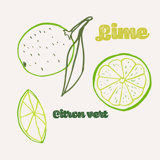 Lime line art hand-drawn multicolor modern vector illustration. Colorful line art exotic fruit design. Vector - Vector, Image