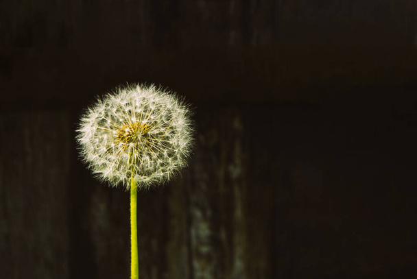 Air fragile dandelion on a dark wood background. Summer flower. Copy space. Beautiful nature background for your ideas - Foto, Imagem