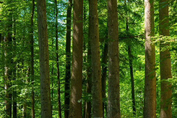 Високі дерева в мальовничих европейських лісах влітку не мають людей.. - Фото, зображення