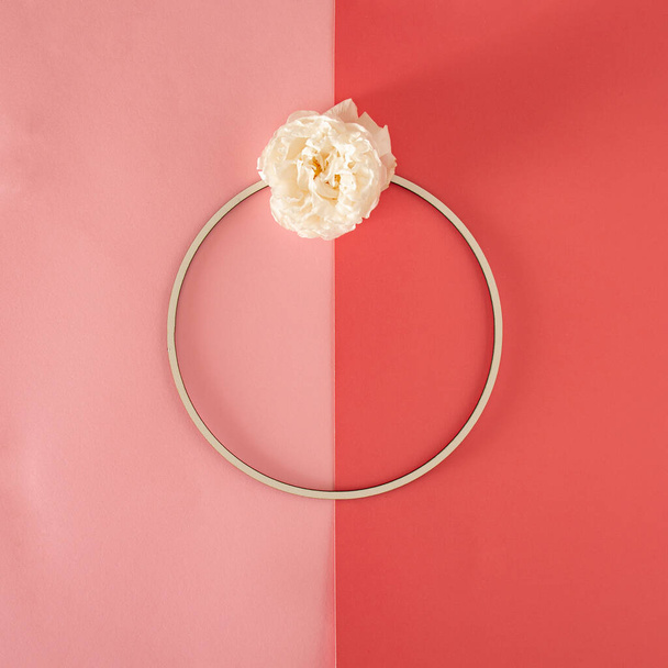 φρέσκο λευκό τριαντάφυλλο και κύκλο πλαίσιο με αντίγραφο χώρο στο φωτεινό και τολμηρό ροζ φόντο. δημιουργικό καλοκαιρινό υπόβαθρο. ελάχιστη επίπεδη διάταξη. - Φωτογραφία, εικόνα