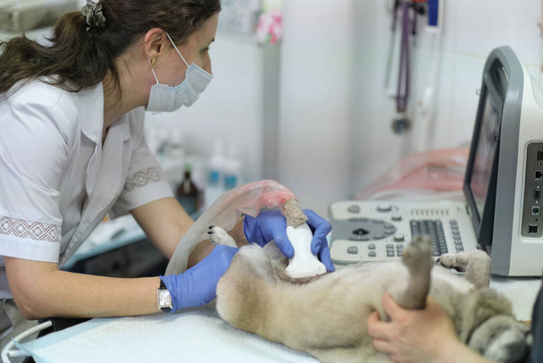 USG psa w klinice weterynaryjnej - Zdjęcie, obraz