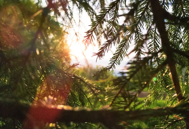 view of sunset through coniferous branches - Foto, afbeelding