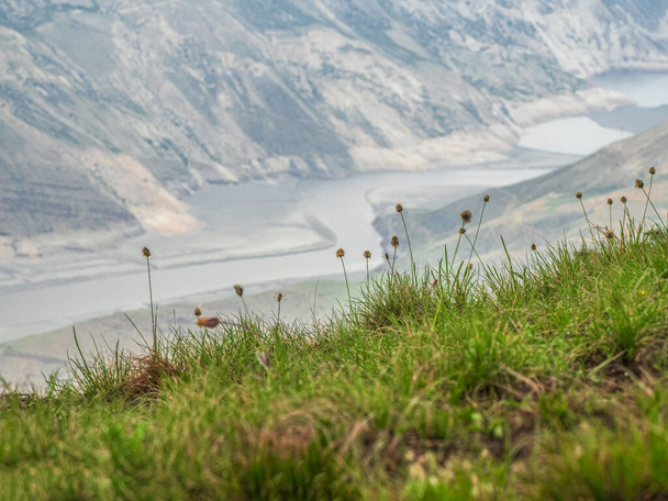 Weicher Fokus, verschwommener Hintergrund. Gebirgsgras grün verschwommen Hintergrund. Ein Hang mit alpinen Berggräsern an einem nebligen Morgen. - Foto, Bild