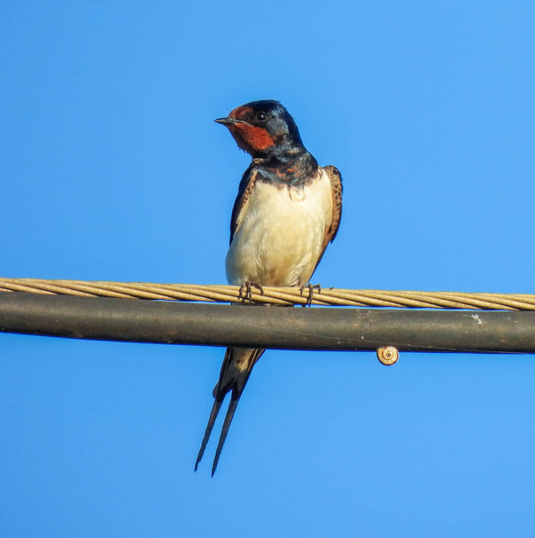 The Barn Swallow (Hirundo rustica) - Photo, Image
