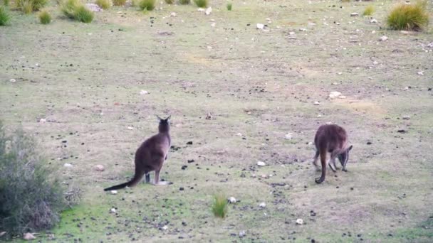 Canguros saltando en el campo australiano - Imágenes, Vídeo