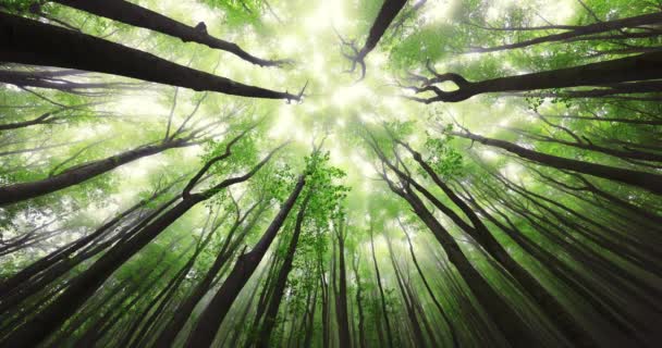 Metsä suuret vihreät puut ja auringon valo, matala kulma näkymä 4k video - Materiaali, video
