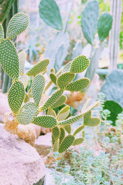 Cactussen groeien in een kas. Cactus microdasys. - Foto, afbeelding