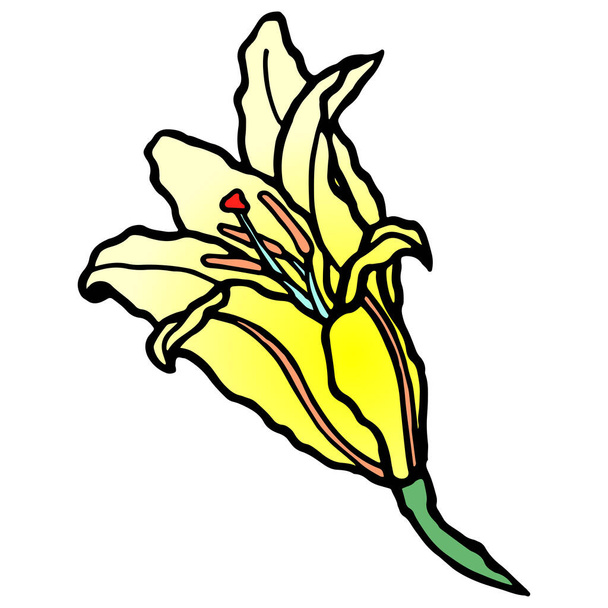 Handgezeichnetes farbiges Blütenlilie-Doodle. Traditionelle Frühlingsblume im Tuschestil - Foto, Bild