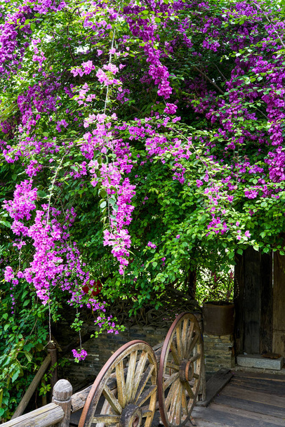 Bougainvillea kwitnąca na korytarzu nadrzecznym - Zdjęcie, obraz