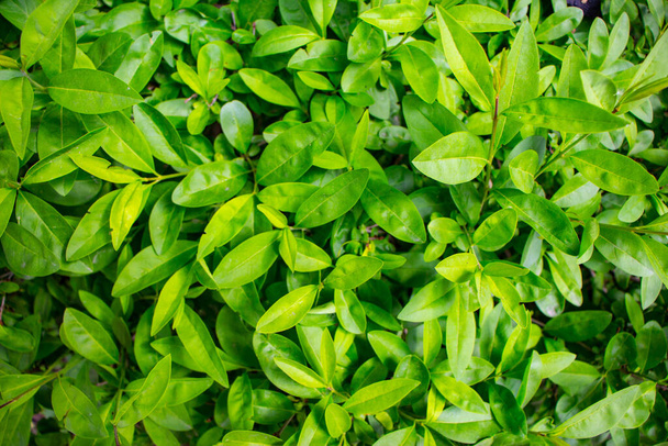 Зелене листя весняних рослин в парку
 - Фото, зображення