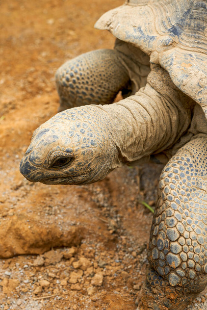 Großaufnahme einer Riesenschildkröte, der Sulcata-Schildkröte - Foto, Bild