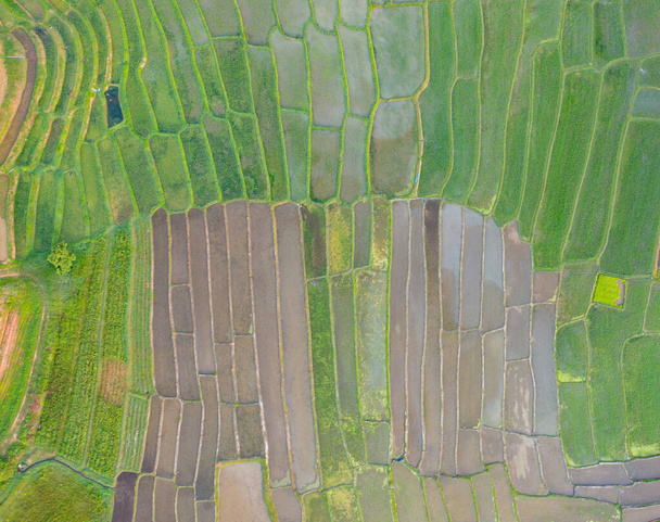 Légi kilátás hántolatlan rizs teraszok víztükörképpel, zöld mezőgazdasági mezők vidéken, hegyi hegyek völgye, Pabongpieng, Chiang Mai, Thaiföld. Természet táj. Szüret. - Fotó, kép
