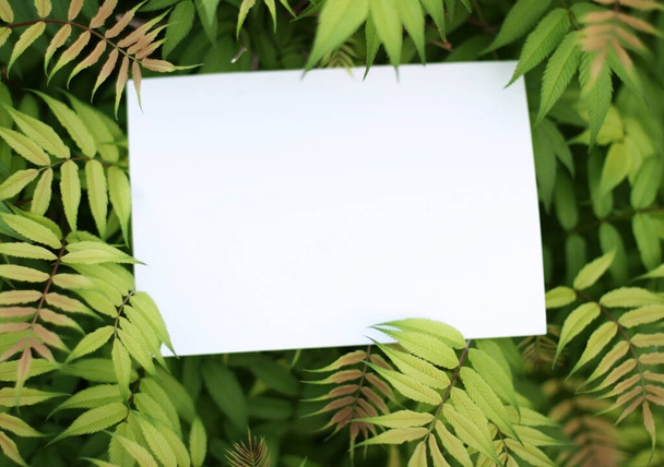 Paper card mockup on a green leaves.Creative layout made of flowers and leaves with paper card note. Flat lay. Nature concept. - 写真・画像