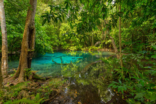 Смарагдовий пул (Sra Morakot) в провінції Крабі, Таїланд. У вологих тропічних лісах кришталево чиста блакитна вода.. - Фото, зображення