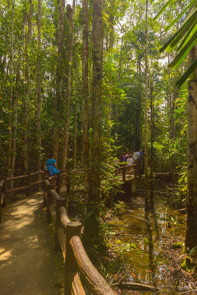 Forêt humide à Emerald pool lieu de voyage de Krabi, Thaïlande. - Photo, image