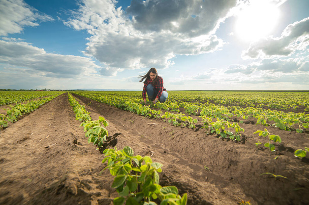 A young female farmer in a soybean field in the spring  - Foto, imagen