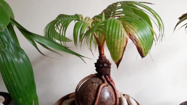 Coco Bonsai. Bonsái de coco cultivado en macetas. Bonsái de coco se plantan en macetas, buscando conchas de coco envueltas alrededor de las raíces que parecen exóticas   - Metraje, vídeo