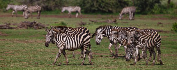 Zebry w Parku Narodowym Serengeti, Tanzania - Zdjęcie, obraz