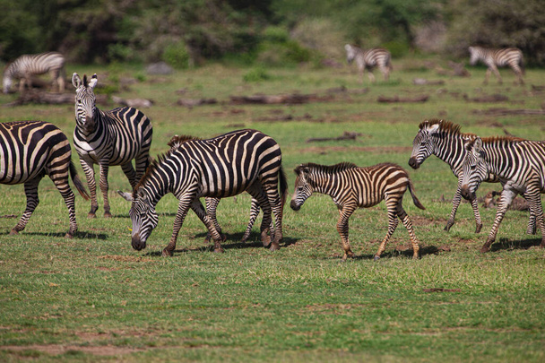 Zèbres dans le parc national du Serengeti, Tanzanie - Photo, image