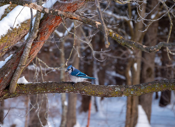 Ця прекрасна блакитна сойка спокійно спочиває на гілці червоного дерева в холодний зимовий день у Міссурі. Ефект Боке. - Фото, зображення