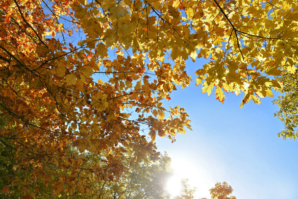 schönes und farbenfrohes Laub verschiedener Bäume in sonnigem Licht am blauen Himmel  - Foto, Bild