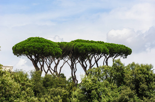Ρώμη πάρκο άποψη με χαρακτηριστική ομπρέλα πεύκα - Φωτογραφία, εικόνα