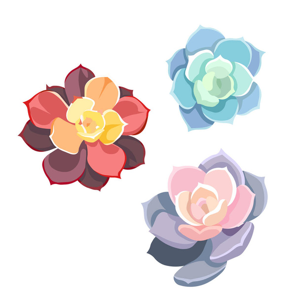 Isolated beautiful collection of Succulents named Stone Roses in Flat design style, vector colorful Echeveria Elegance on white isolated background for prints, stickers, patterns, postcards, icons. - Vettoriali, immagini