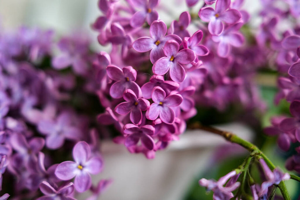 pieni stickbug piilossa violetti lila puu sumea tausta - Valokuva, kuva