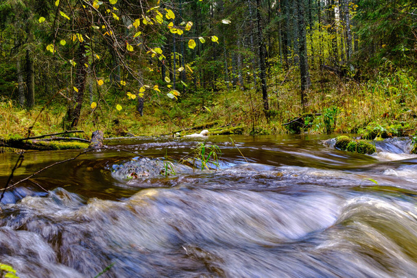 自然の岩から小さな滝と穏やかな森の小さな川。岩や木の周りを流れる水は - 写真・画像
