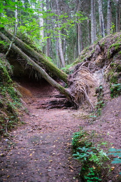stare upadłe drzewo tupot w dzikim lesie z suchych korzeni w powietrzu - Zdjęcie, obraz