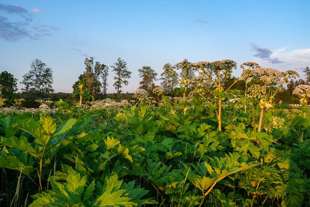 поле коровьего пастернака (Heracleum sosnowsky) при ярком солнечном свете летом - Фото, изображение