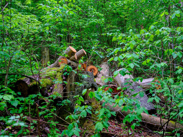 öreg elesett fa törzs taposni a vad erdőben száraz gyökerek a levegőben - Fotó, kép