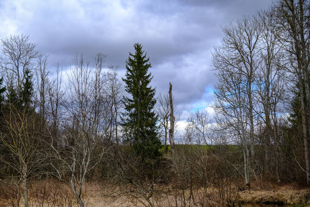 θερινά χωράφια υπαίθρου και δάση με ουρανό blu από πάνω. απλό τοπίο - Φωτογραφία, εικόνα
