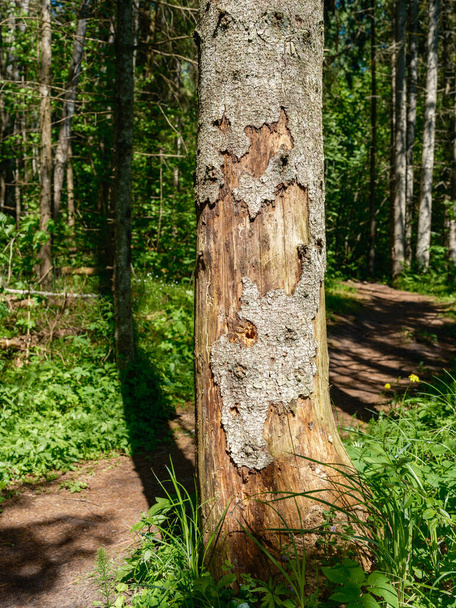 空気中に乾いた根を持つ野生の森の古い倒木の幹の胃 - 写真・画像
