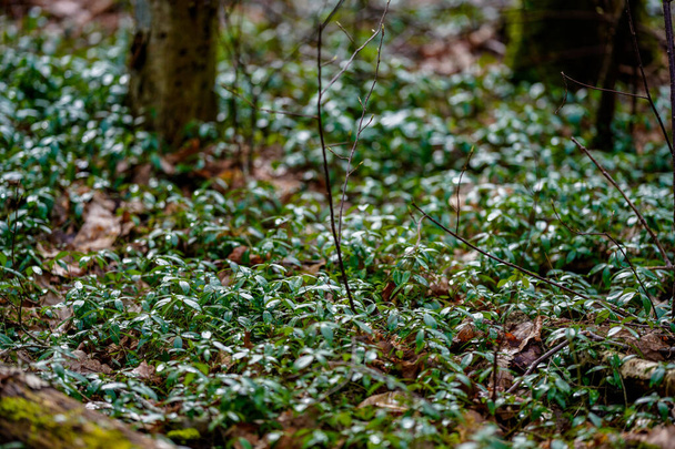 dettagli foresta tarda primavera con tronchi d'albero caduti e rami. paese caotico bosco selvatico - Foto, immagini