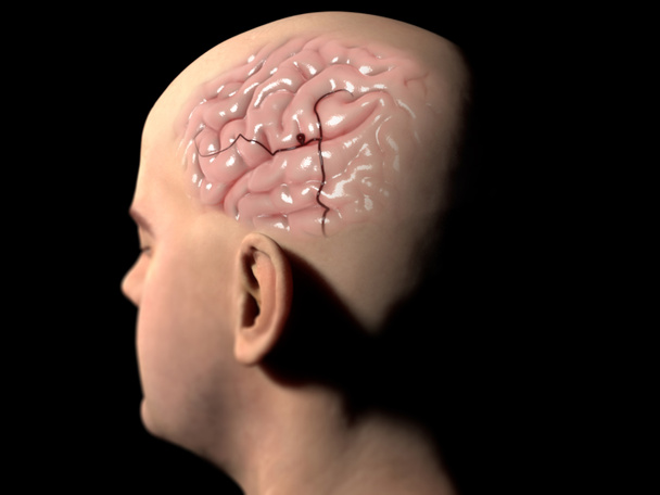 Neuronas cerebrales - Foto, imagen