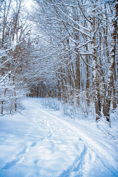 beautiful park forest in winter snowfall in the park - Foto, Imagen