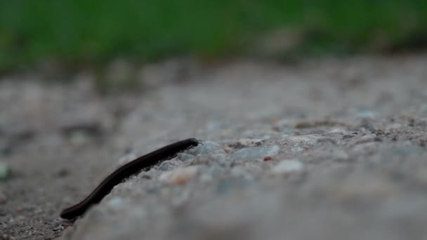 Millipede rovar sétál a természetben tavasszal - Felvétel, videó