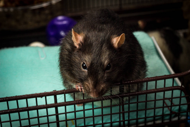 Przyjazny zwierzak fantazyjny berkshire szczur gra w metalowej klatce - Zdjęcie, obraz