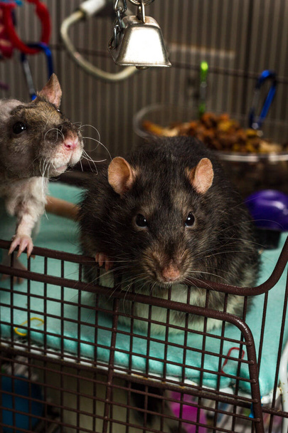 Friendly pet fancy double-rex patchwork and berkshire rats playing in metal cage - Photo, Image