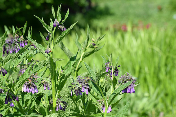 Flowering Comfrey (Symphytum caucasicum) is a medicinal plant. - Photo, Image