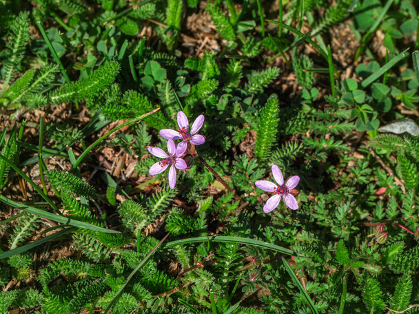 Erodium stevenii blüht auch als Geranium cicutarium. Eine seltene Pflanze mit begrenztem Verbreitungsgebiet, die im Roten Buch Russlands aufgeführt ist. - Foto, Bild