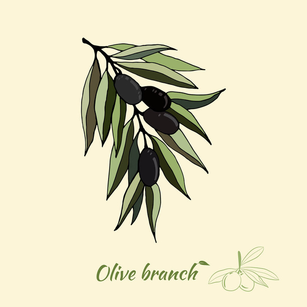 Olive tree branch hand drawn illustration in sketch style. Set of illustrations of olive branch. Botanical illustration. Design elements for label, emblem, banner. - Wektor, obraz