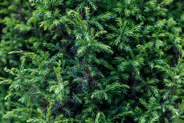 Young green shoots of juniper branches - Φωτογραφία, εικόνα