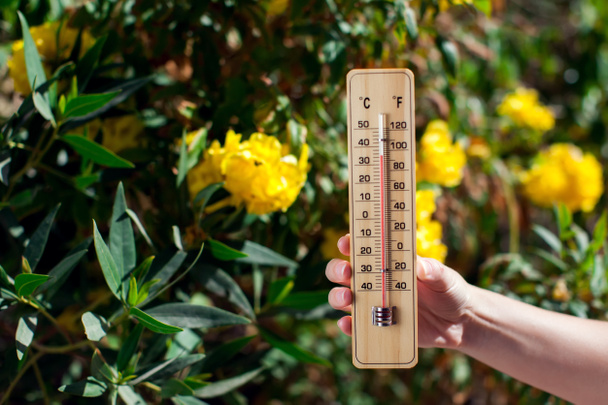 Thermometer beside bush with yellow flowers. Weather forecast and summer concept - Foto, Imagen