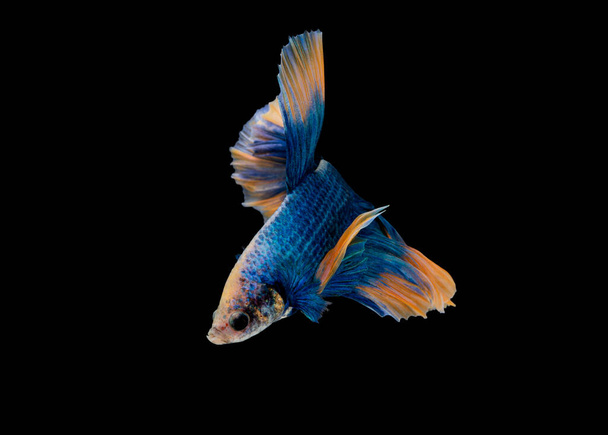 Колір бетта, пла-кад (кусаюча риба) тайська; блакитний півмісяць і помаранчевий бетта ізольовані на чорному тлі з обрізкою шляху. - Фото, зображення